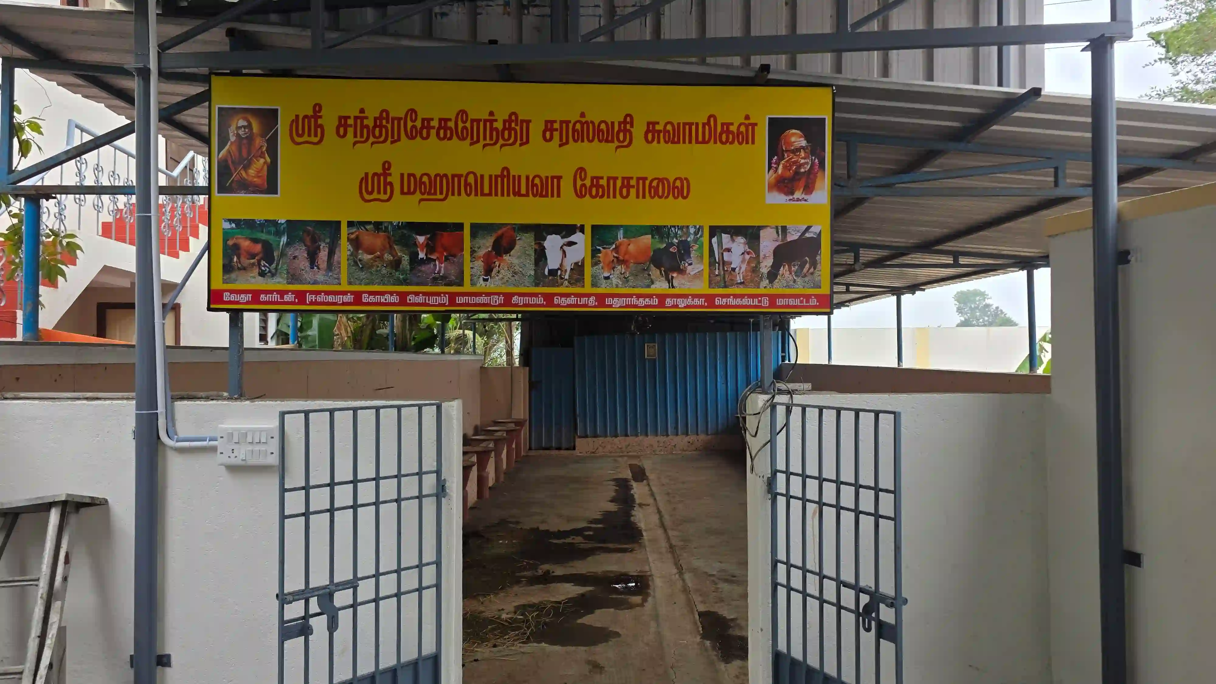 கோசாலை தருணம்