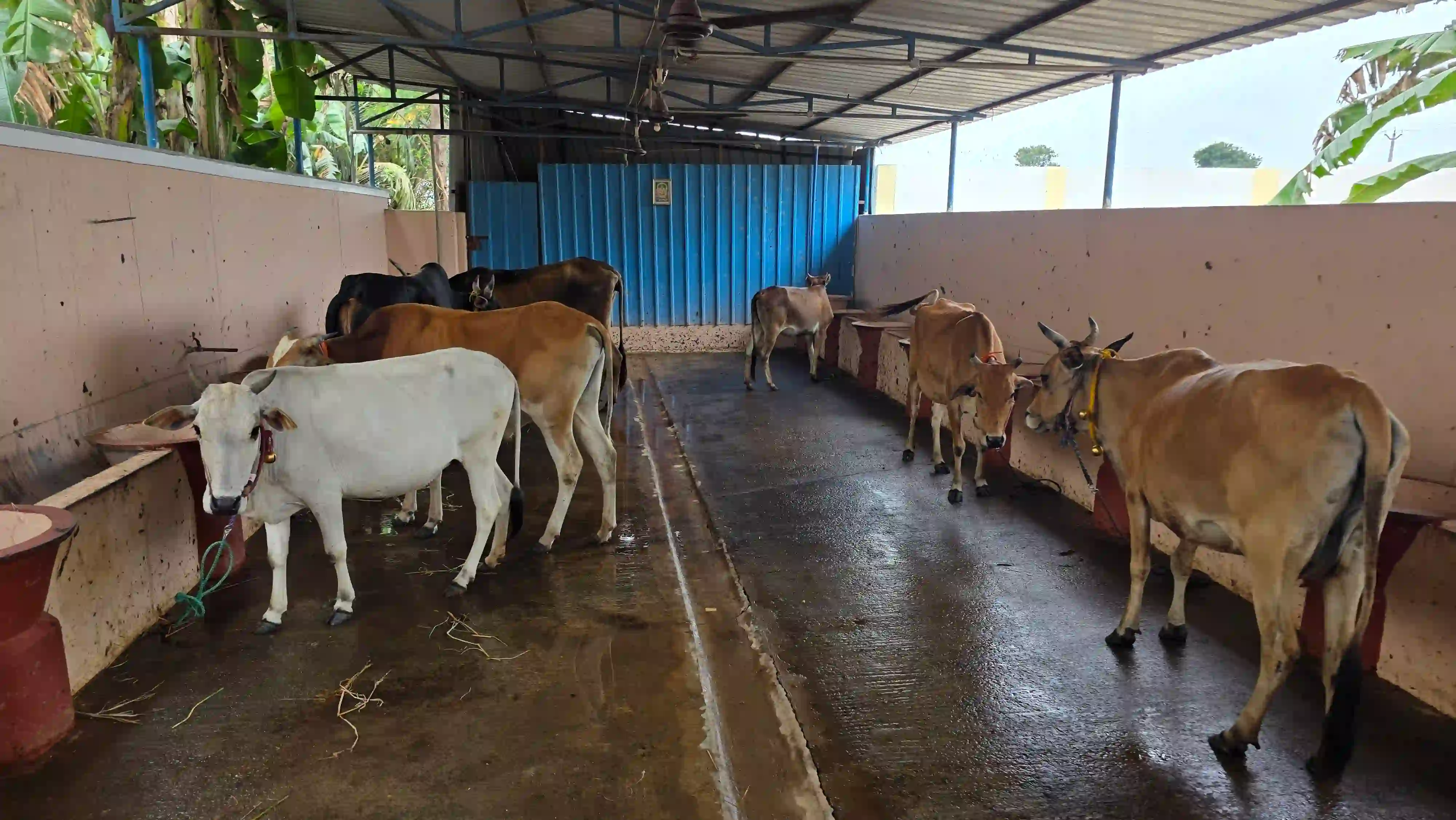 கோசாலை சேவை