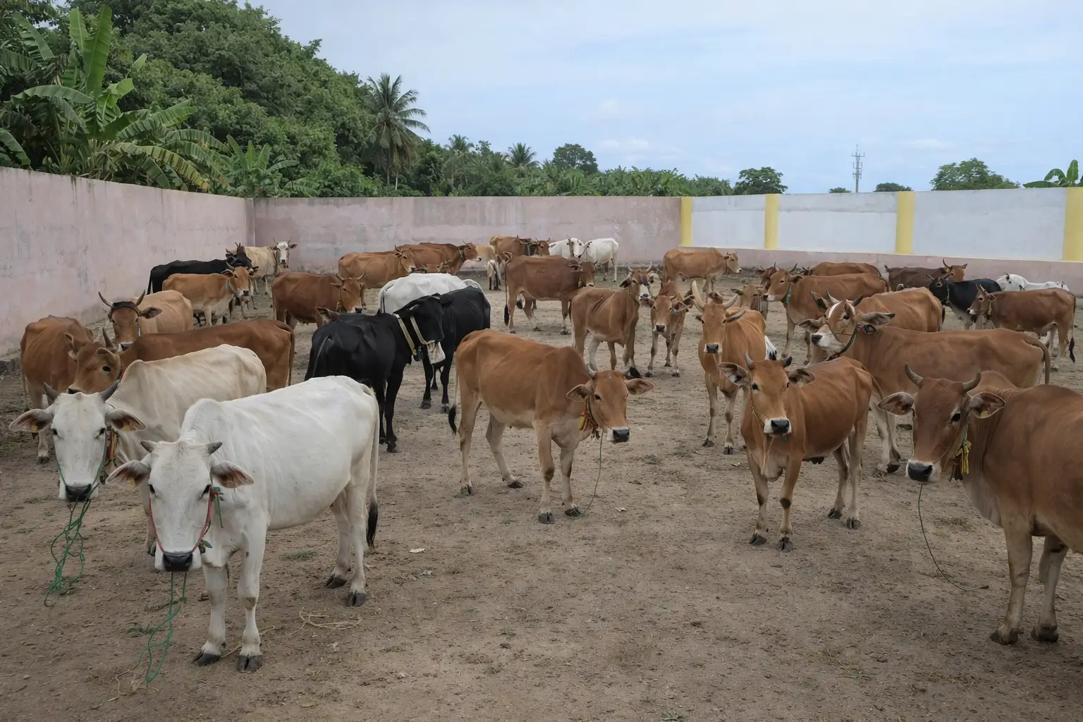 கோசாலை — பசு